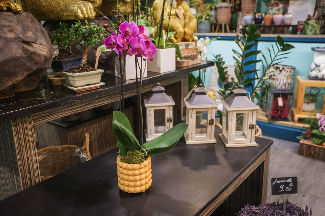 Orchidée colorée et son cache pot