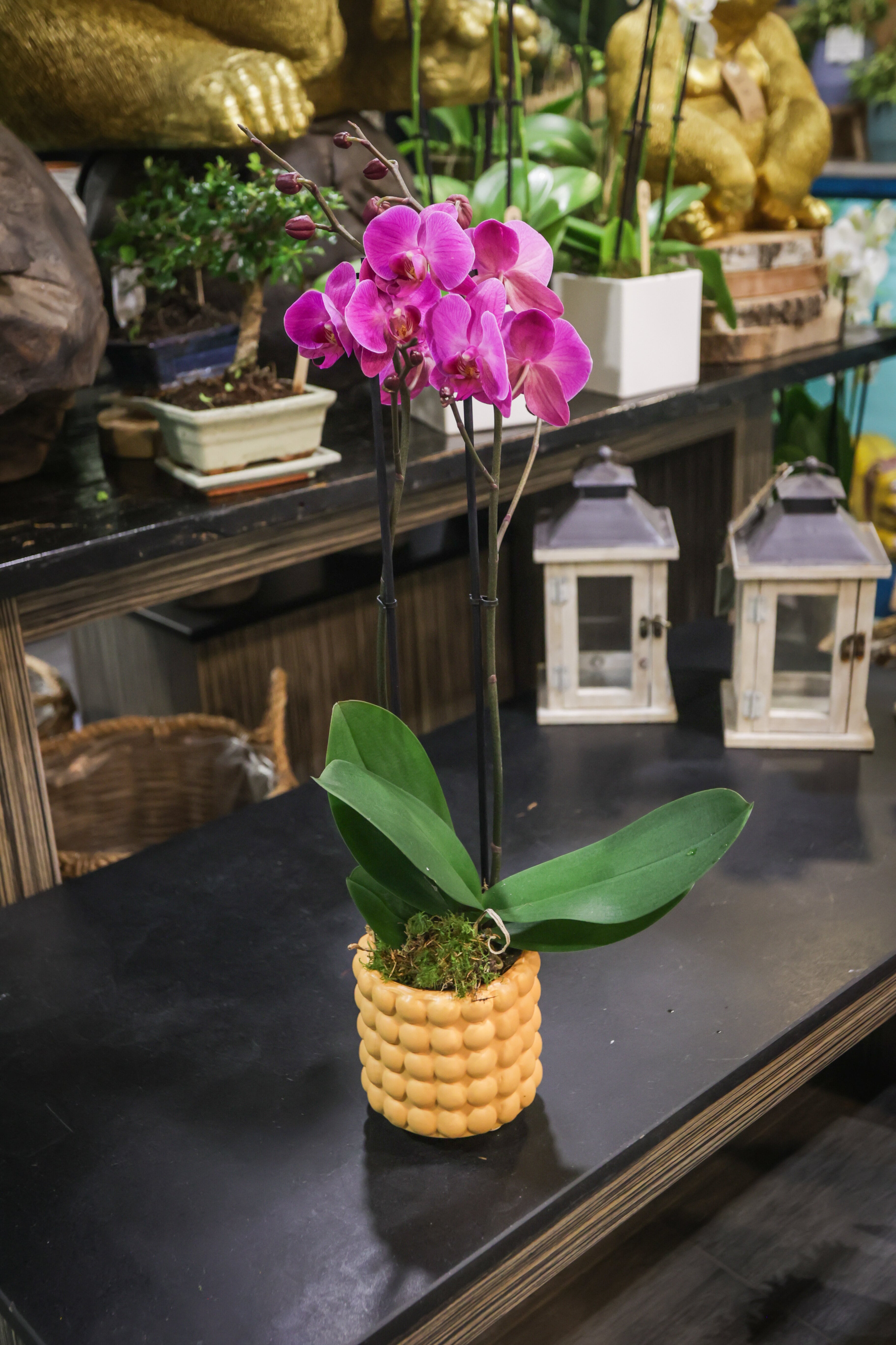 Orchidée colorée et son cache pot