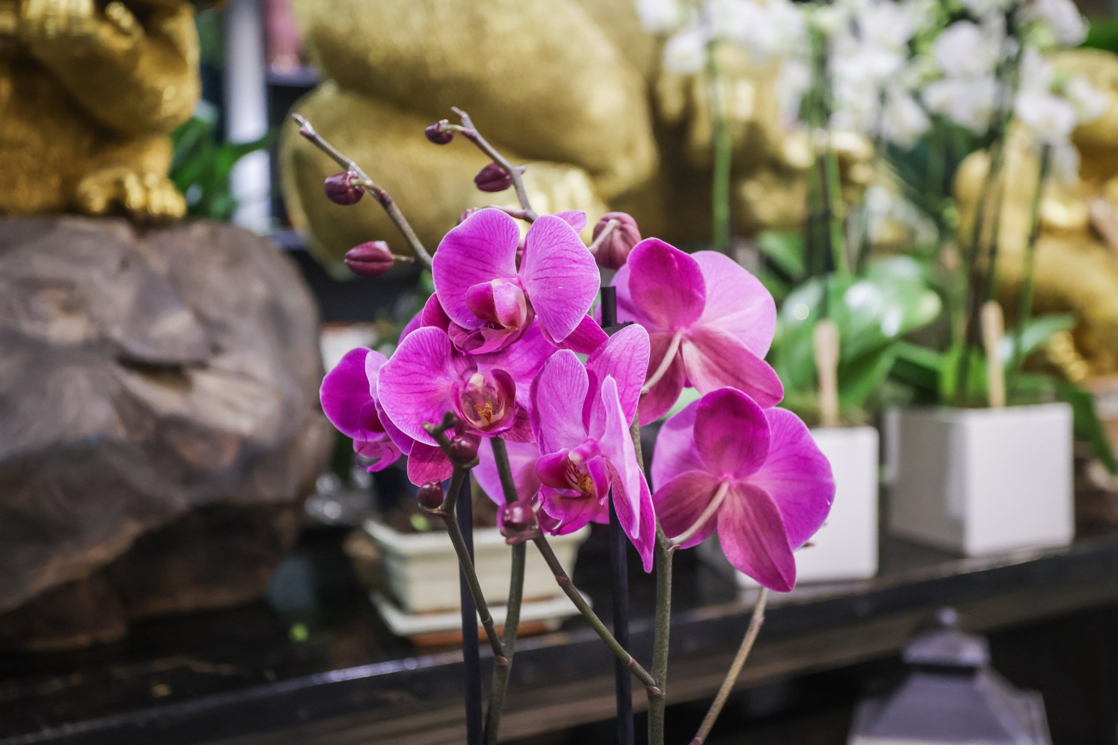 Orchidée colorée et son cache pot