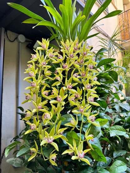 Orchidée cymbidium