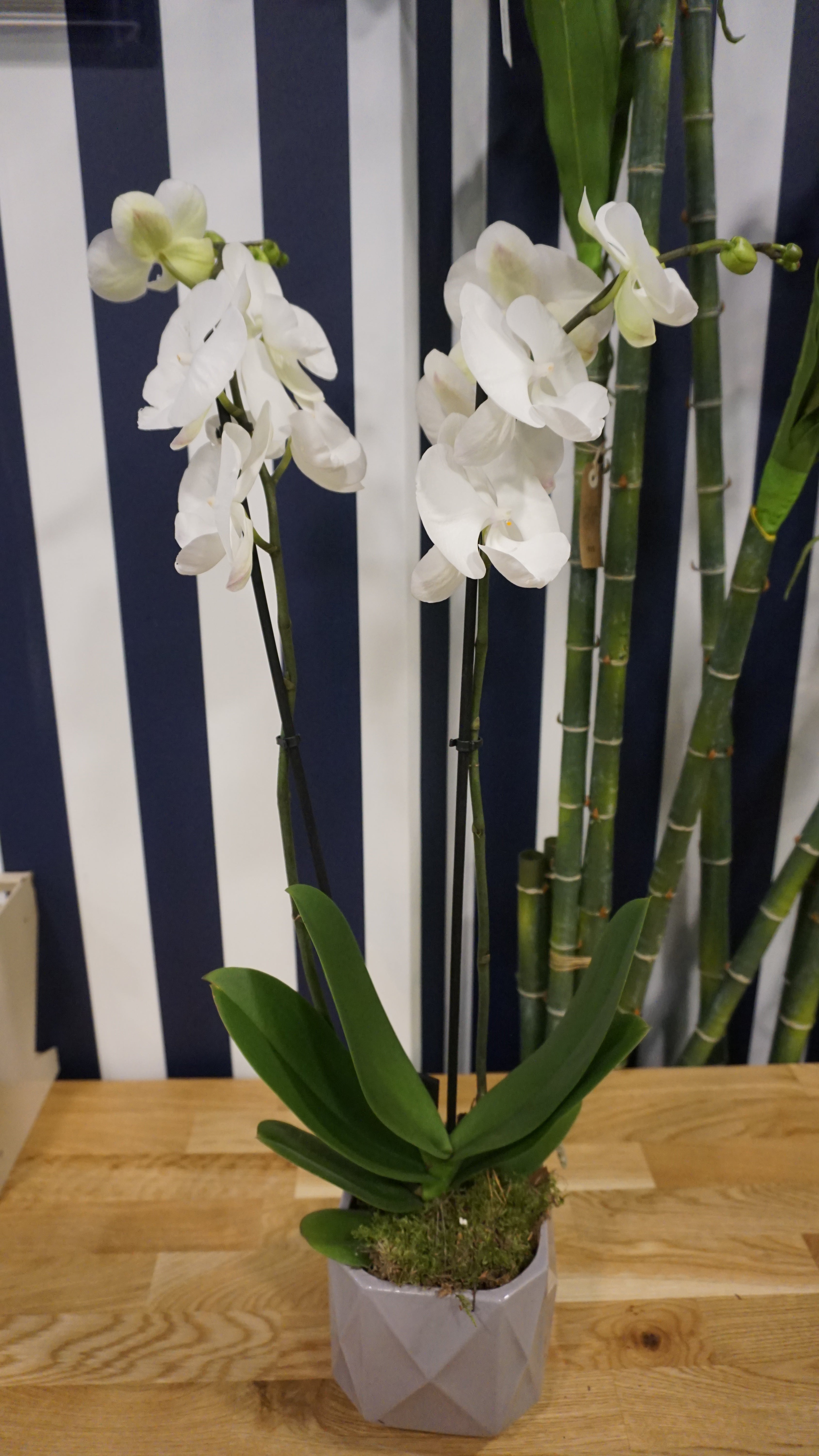 Orchidée blanche et cache pot