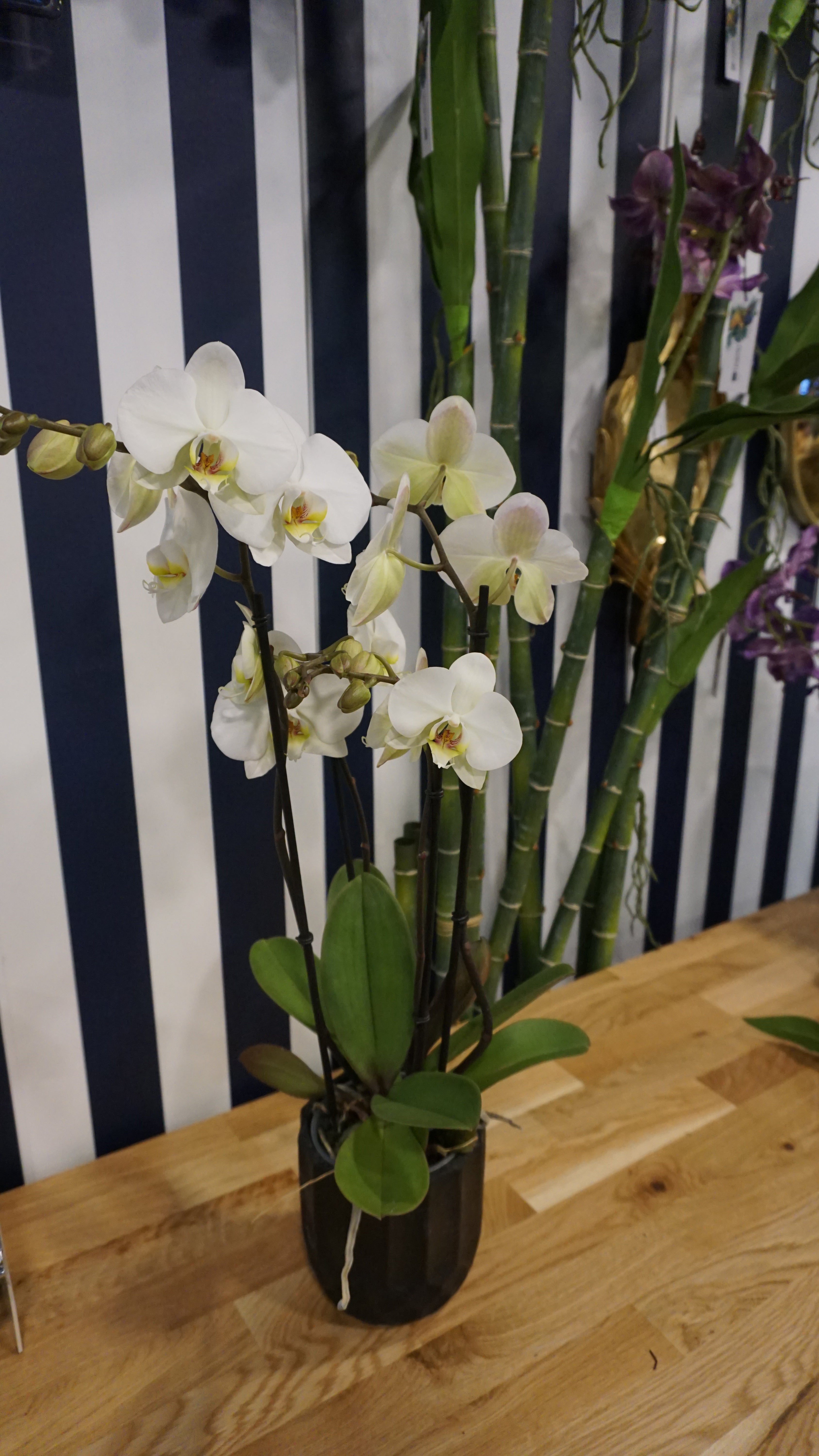 Orchidée blanche et cache pot