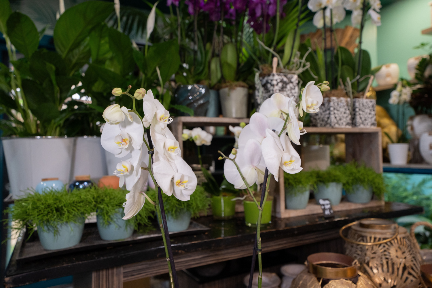 Orchidée blanche et cache pot blanc