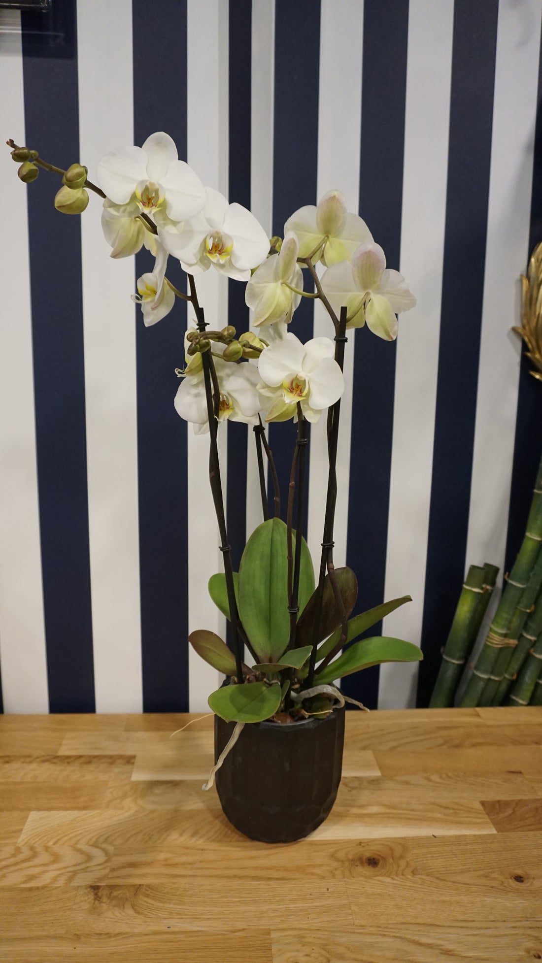 Orchidée blanche et cache pot