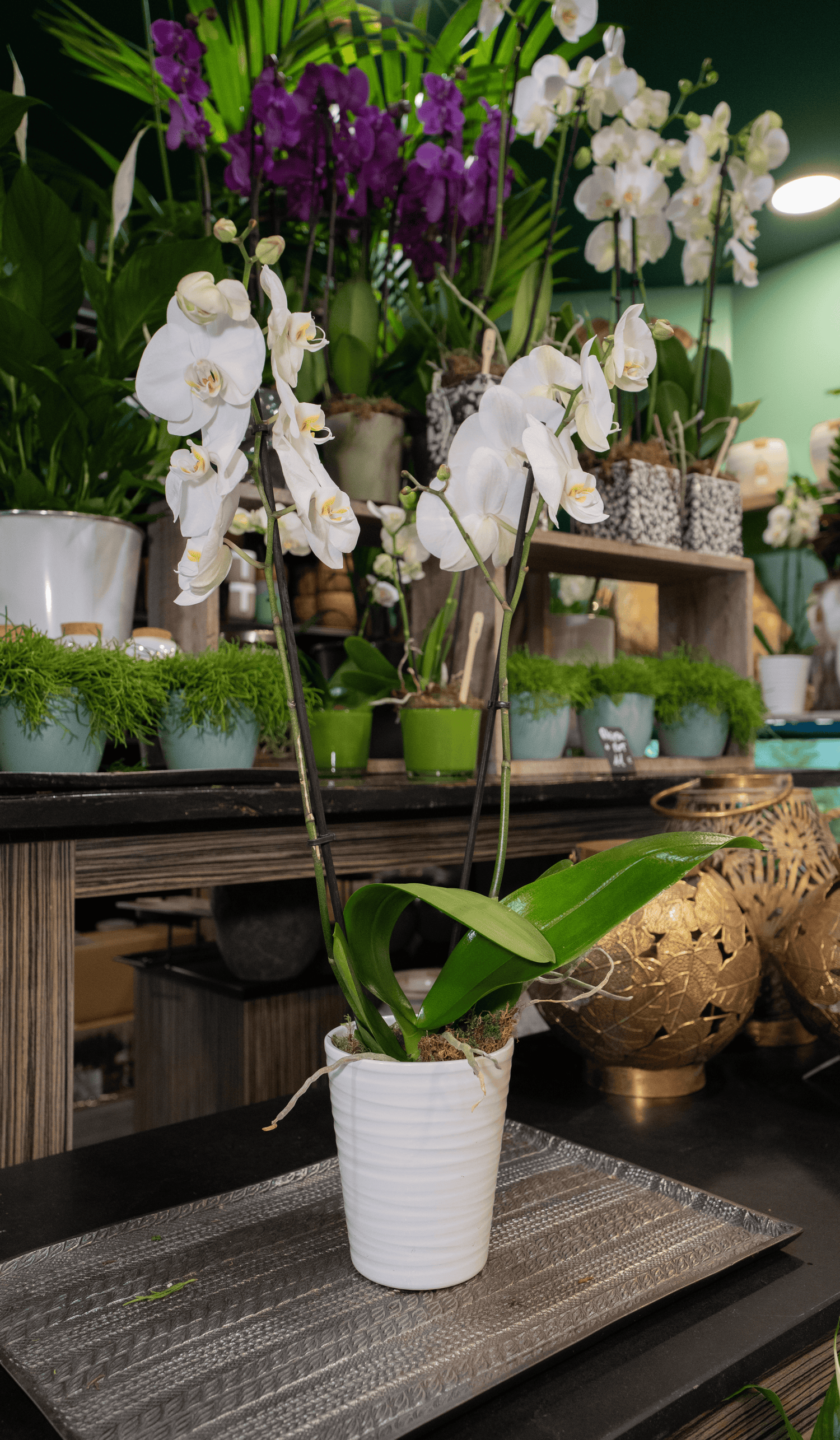 Orchidée blanche et cache pot blanc
